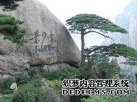 黄山迎客松 黄山迎客松